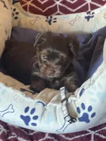 Vito, a male Yorkshire Terrier for sale in Mechanicsville, VA – 6 of 10