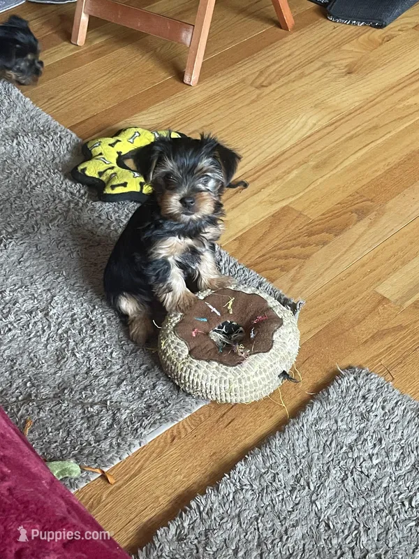 Ruby – Yorkshire Terrier puppy for sale in Mechanicsville, VA