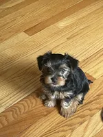 Ruby, a female Yorkshire Terrier for sale in Mechanicsville, VA – Photo 5 of 5