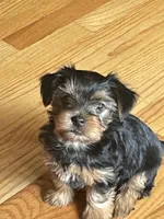 Ruby, a female Yorkshire Terrier for sale in Mechanicsville, VA – Photo 4 of 5