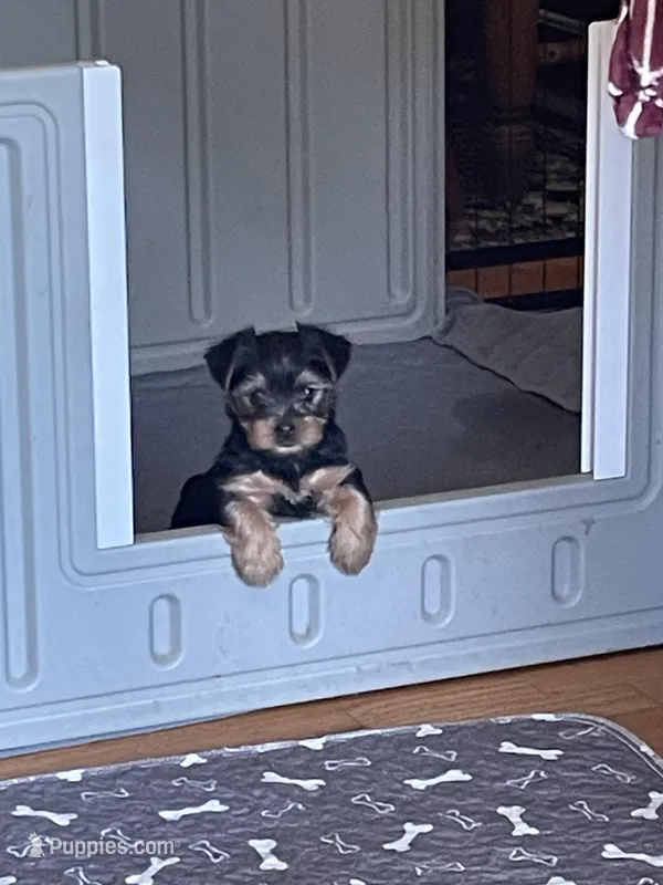 Ruby – Yorkshire Terrier puppy for sale in Mechanicsville, VA