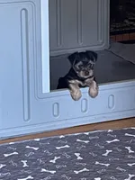 Ruby, a female Yorkshire Terrier for sale in Mechanicsville, VA – Photo 2 of 5