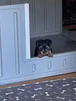 Ruby, a female Yorkshire Terrier for sale in Mechanicsville, VA – Photo 3 of 5