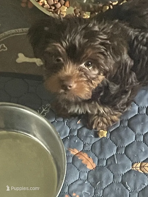 Vito – Yorkshire Terrier puppy for sale in Mechanicsville, VA