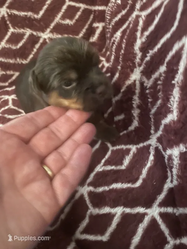 Yana – Yorkshire Terrier puppy for sale in Mechanicsville, VA