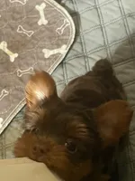 Tony, a male Yorkshire Terrier for sale in Mechanicsville, VA – 3 of 5