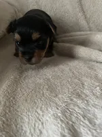 Trudy, a female Yorkshire Terrier for sale in Mechanicsville, VA – 3 of 5