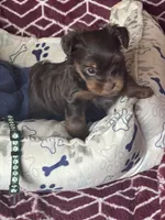 Will, a male Yorkshire Terrier for sale in Mechanicsville, VA – 9 of 9