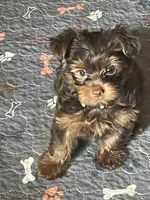 Tony, a male Yorkshire Terrier for sale in Mechanicsville, VA – 5 of 5