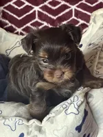Will, a male Yorkshire Terrier for sale in Mechanicsville, VA – 5 of 9