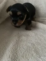 Trudy, a female Yorkshire Terrier for sale in Mechanicsville, VA – 4 of 5