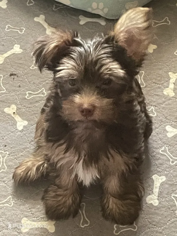 Willo – Yorkshire Terrier puppy for sale in Mechanicsville, VA