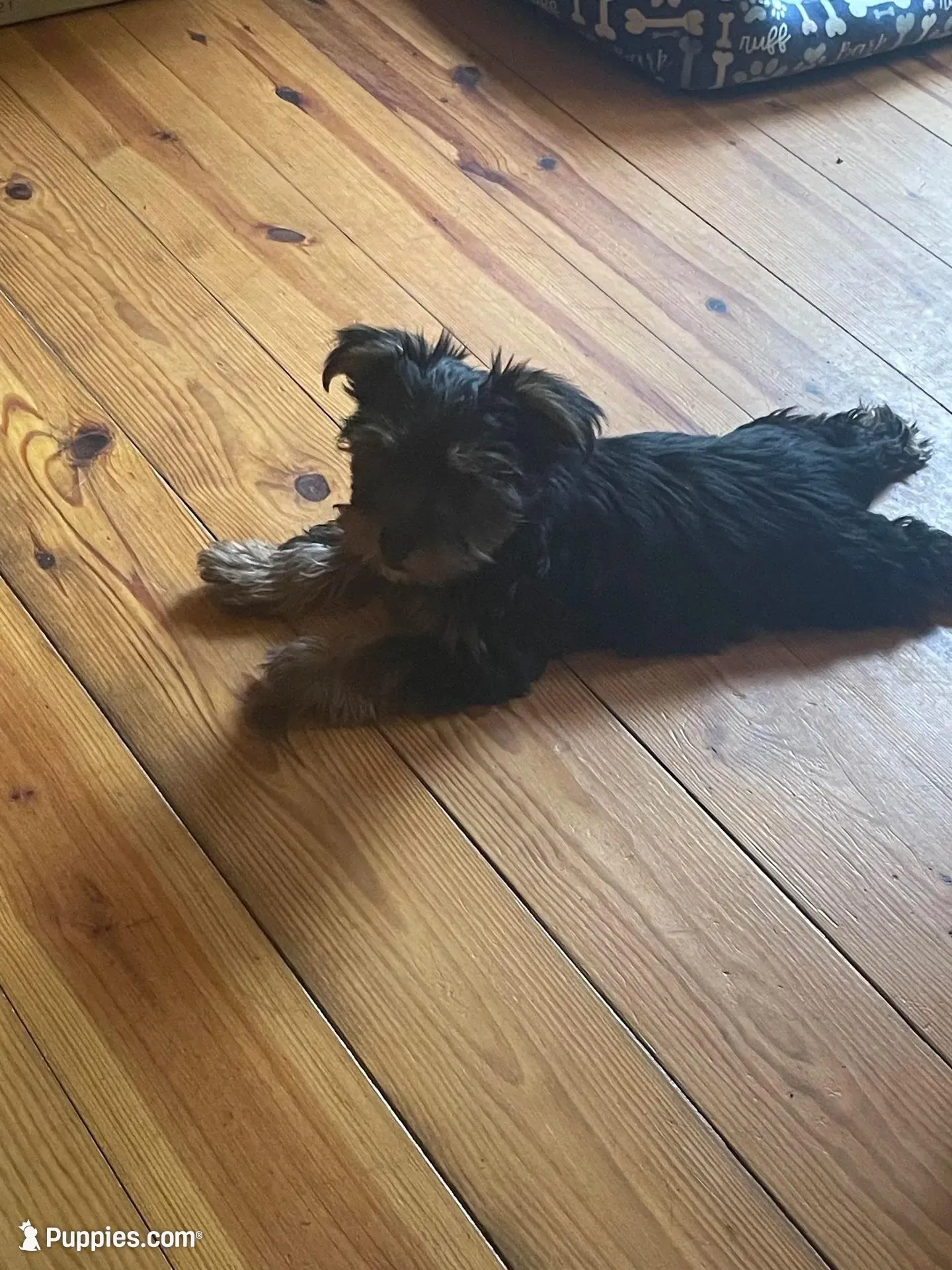 Sonny, a male Yorkshire Terrier for sale in Mechanicsville, VA – 4 of 7