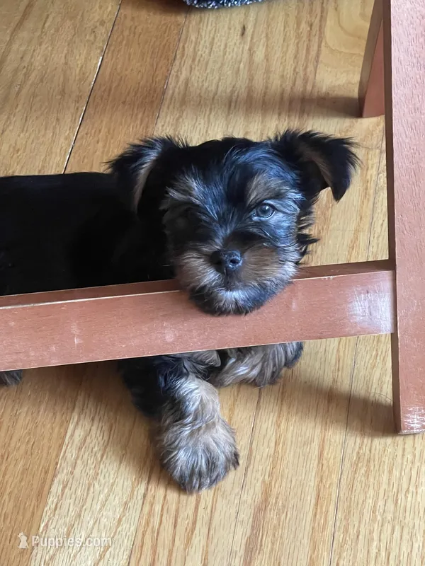 Sonny – Yorkshire Terrier puppy for sale in Mechanicsville, VA