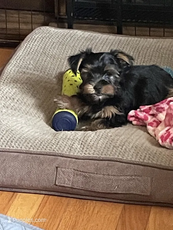 Sonny – Yorkshire Terrier puppy for sale in Mechanicsville, VA