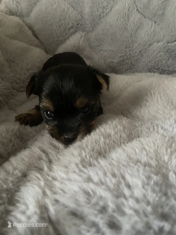Trudy – Yorkshire Terrier puppy for sale in Mechanicsville, VA