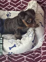 Will, a male Yorkshire Terrier for sale in Mechanicsville, VA – 8 of 9