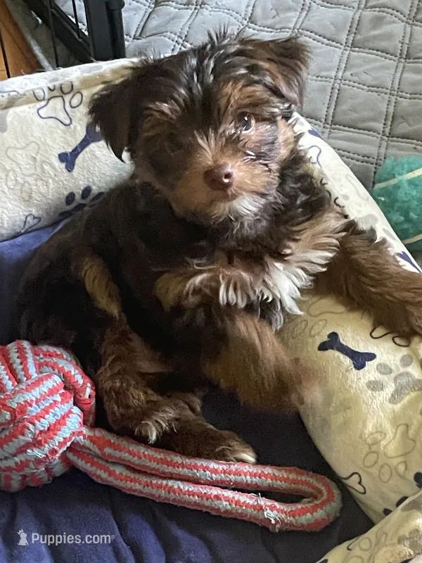 Willo – Yorkshire Terrier puppy for sale in Mechanicsville, VA