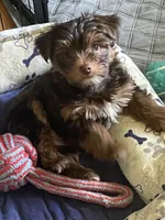 Willo, a female Yorkshire Terrier for sale in Mechanicsville, VA – 8 of 10