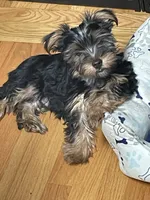 Sonny, a male Yorkshire Terrier for sale in Mechanicsville, VA – 6 of 7