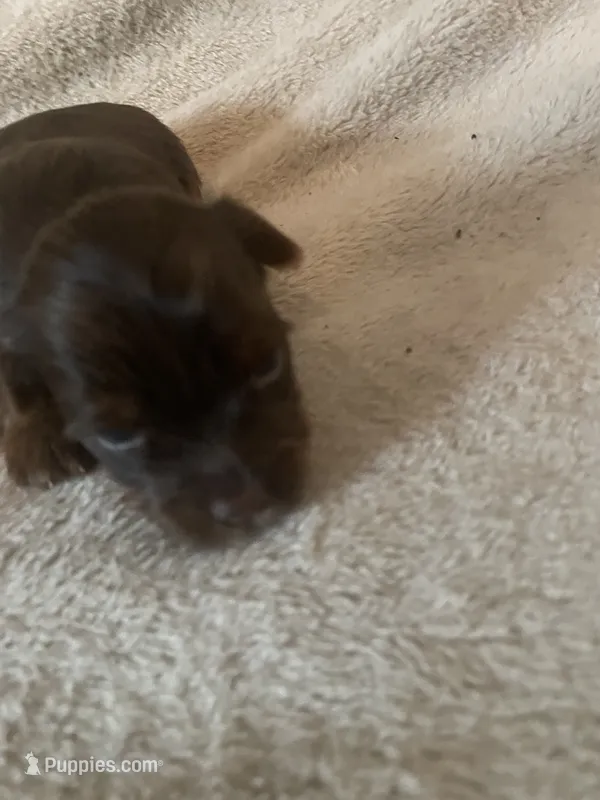 Zoey – Yorkshire Terrier puppy for sale in Mechanicsville, VA
