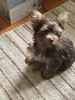 Willo, a female Yorkshire Terrier for sale in Mechanicsville, VA – 2 of 10