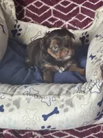 Xena, a female Yorkshire Terrier for sale in Mechanicsville, VA – 5 of 10