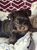Will, a male Yorkshire Terrier for sale in Mechanicsville, VA – 6 of 9