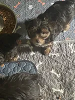 Willo, a female Yorkshire Terrier for sale in Mechanicsville, VA – 3 of 10