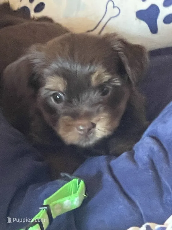Yana – Yorkshire Terrier puppy for sale in Mechanicsville, VA