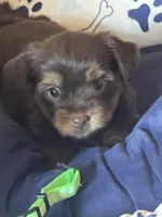 Yana, a female Yorkshire Terrier for sale in Mechanicsville, VA – 2 of 3
