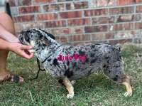 June Bug, a female French Bulldog for sale in Shawnee, OK – Photo 2 of 2