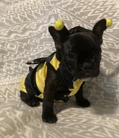 Gucci Girl, a female French Bulldog for sale in Shawnee, OK – Photo 1 of 4