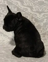 Gucci Girl, a female French Bulldog for sale in Shawnee, OK – Photo 2 of 4
