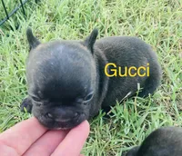 Gucci Girl, a female French Bulldog for sale in Shawnee, OK – Photo 4 of 4
