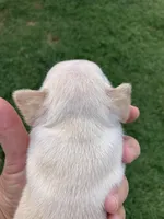 Ross, a male French Bulldog for sale in Shawnee, OK – Photo 3 of 5