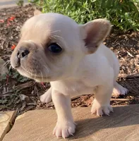 Ross, a male French Bulldog for sale in Shawnee, OK – Photo 1 of 5