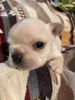 Ross, a male French Bulldog for sale in Shawnee, OK – Photo 2 of 5