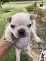 Ross, a male French Bulldog for sale in Shawnee, OK – Photo 4 of 5
