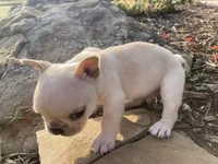 Ross, a male French Bulldog for sale in Shawnee, OK – Photo 5 of 5