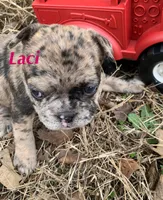 Laci on hold, a female French Bulldog for sale in Shawnee, OK – Photo 2 of 2