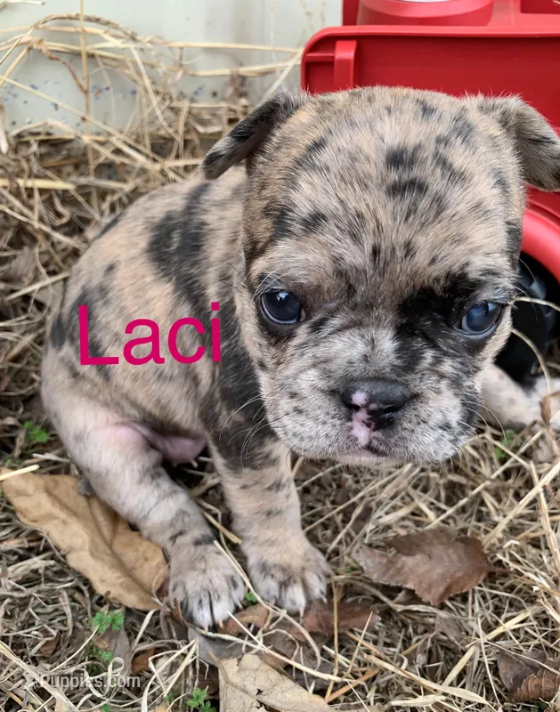 Laci on hold, a female French Bulldog for sale in Shawnee, OK – Photo 1 of 2