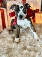 processed/e0673da6-4198-415b-83a6-636e7b553754/listing/71b50c78-6ee2-46ad-aafe-2aa72d7f5a85/499af760-b66d-4e36-8454-73a9dbffb140