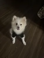 Teddy, a male Pomeranian for sale in Miami Beach, FL – Photo 4 of 5