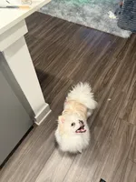 Teddy, a male Pomeranian for sale in Miami Beach, FL – 4 of 5