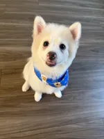 Teddy, a male Pomeranian for sale in Miami Beach, FL – Photo 2 of 5