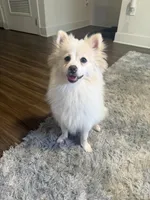 Teddy, a male Pomeranian for sale in Miami Beach, FL – 3 of 5