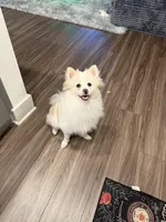 Teddy, a male Pomeranian for sale in Miami Beach, FL – 5 of 5