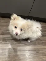 Teddy, a male Pomeranian for sale in Miami Beach, FL – Photo 1 of 5