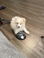 Teddy, a male Pomeranian for sale in Miami Beach, FL – Photo 5 of 5